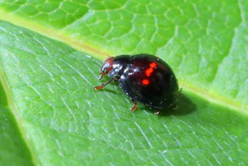 Réf. 205 991 : Chilocorus bipustulatus